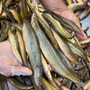 ৪ কেজি তারা বাইম মাছ — ২,৪০০ টাকা